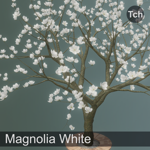 White magnolia tree (3D) || マグノリア ホワイト (3D)