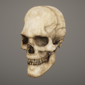 【3Dモデル】Skull - 頭蓋骨