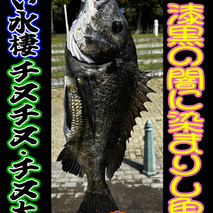 【黒い水棲】引き上げに苦労した『チヌチヌ・チヌ太郎』漆黒の闇に染まりし魚頭【超VRChat対応３Dアバター】