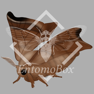 クワコ