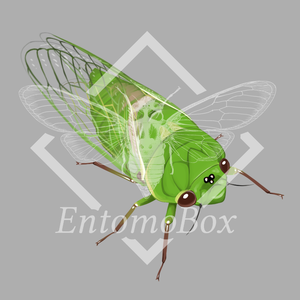 Cyclochila australasiae (Greengrocer)