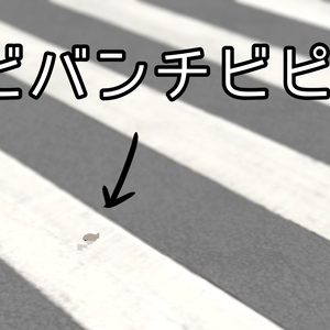 チビバンチビピス