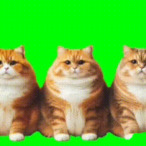 踊る猫１