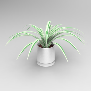 【 FREE 】 Spider plant 3D model