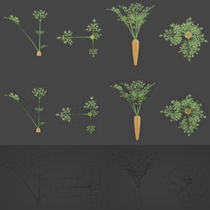 【無料セット】　ニンジン栽培・料理セット　Free Carrot Growing and cooking set 缩略图 9