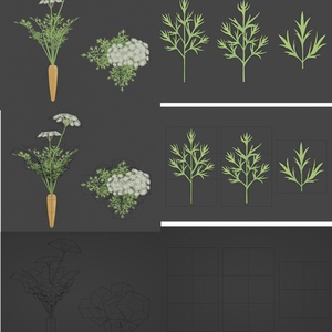 【無料セット】　ニンジン栽培・料理セット　Free Carrot Growing and cooking set 缩略图 11