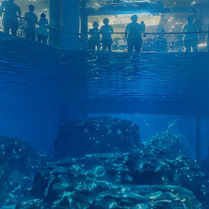 【ワールド・環境】水族館の魚の気持ち 水槽からみた世界 SKYBOXマテリアル