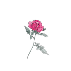 薔薇