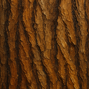 Calm Energy – The Voice of the Tree