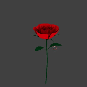 rose