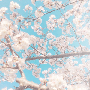 動く桜吹雪背景画像（単体）