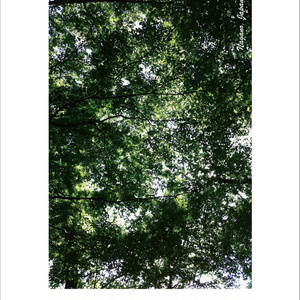 【個人雑誌】walking postcard vol.6「樹木のバカンス」（『すべての樹木は光』後日談）
