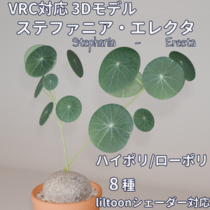 【VRC対応】観葉植物　ステファニア・エレクタ（Stephania Erecta）