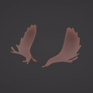 ヘラジカの角 Moose Antlers