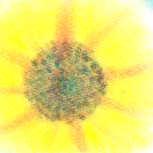 055太陽の花★★【黄/青/赤】