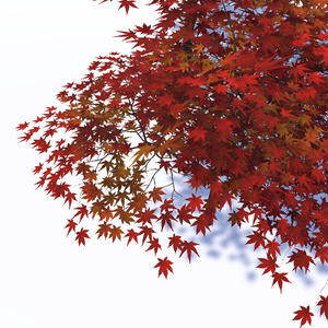 風に揺れる四季の木々 缩略图 2