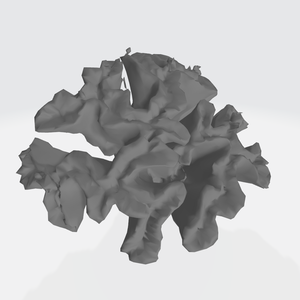 サンゴ(3Dスキャン)