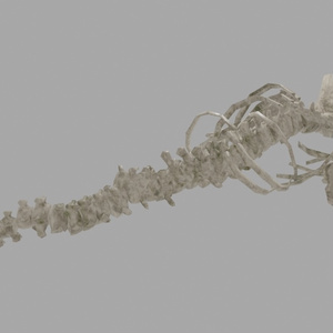 鯨骨(マッコウクジラ) 3Dモデル 缩略图 4