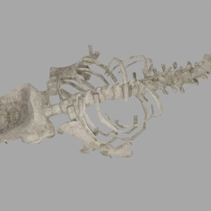 鯨骨(マッコウクジラ) 3Dモデル 缩略图 3