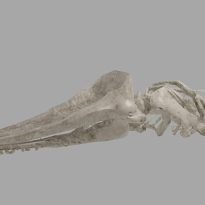 鯨骨(マッコウクジラ) 3Dモデル 缩略图 2