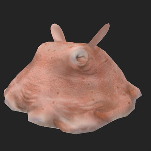 メンダコ 3Dモデル 缩略图 2