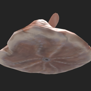 メンダコ 3Dモデル 缩略图 4