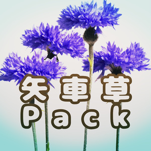 矢車草パック