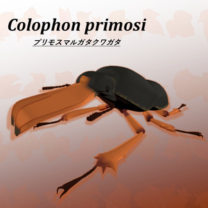 プリモスマルガタクワガタ