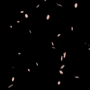 【動画素材】桜吹雪　ループ対応