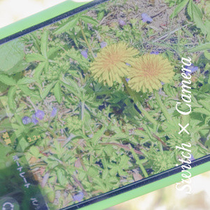 Switch×Camera