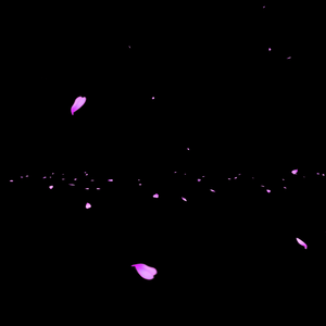 Cherry Blossoms Falling