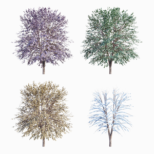 【3Dモデル】木（四季セット） -Tree-