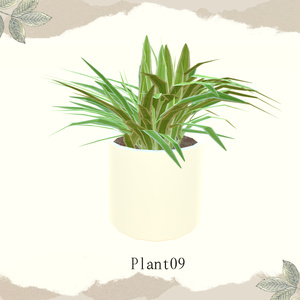 【1品無料】癒しを与えてくれる観葉植物セット 缩略图 12
