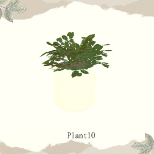 【1品無料】癒しを与えてくれる観葉植物セット 缩略图 13