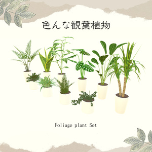 【1品無料】癒しを与えてくれる観葉植物セット 缩略图 2