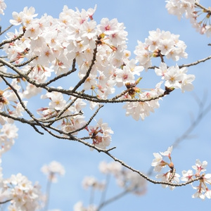 短編 桜の花が舞う頃に君と出会い