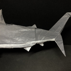 Shark