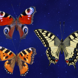 Retro Rollerblades Riisi Booth