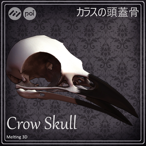 Crow Skull カラスの頭蓋骨