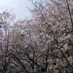 素材写真：桜２０１８