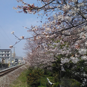 写真素材：桜２０１８