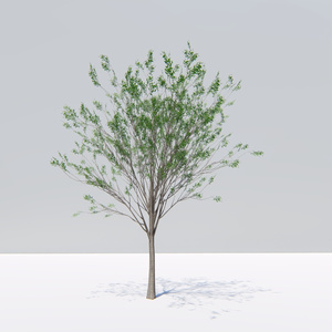 ケヤキの3Dモデル　     Zelkova serrata　