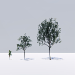 カゴノキ　　　　Litsea coreana