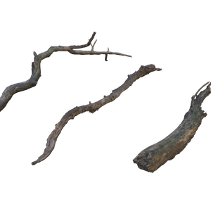 枝(dry_branch)