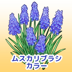 ムスカリブラシ/カラー/クリスタ
