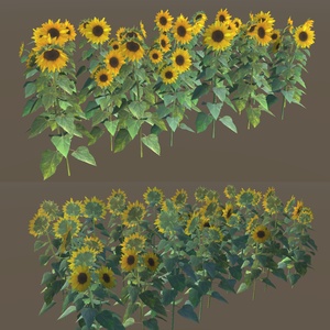 ひまわりの３Dモデル 缩略图 5