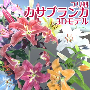 3D model of Casablanca (Liliaceae) flower