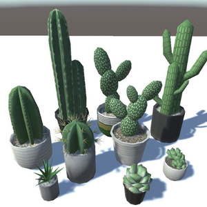 観葉植物(サボテン)