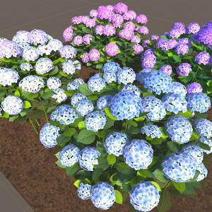 あじさい(紫陽花)