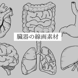 【無料】臓器の線画フリー素材